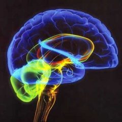 Imagem da notícia: Exame cerebral prevê resposta de doentes com ansiedade social