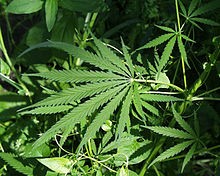 Imagem da notícia: Componente da cannabis pode travar metástases