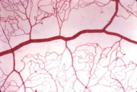 Imagem da notícia: Investigadores criam vasos sanguíneos artificiais