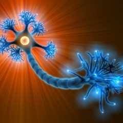 Imagem da notícia: NeuroPorto.75 reflete sobre hist&oacute;ria das neuroci&ecirc;ncias no norte de Portugal