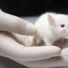 Imagem da notícia: Ratos cegos recuperam a visão