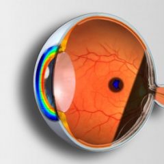 Imagem da notícia: UMinho: Curso Técnicas Complementares de Análise e Patologia Ocular