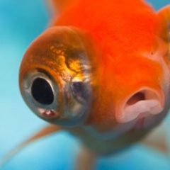 Imagem da notícia: Retina dos peixes pode ajudar humanos?