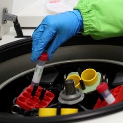 Imagem da notícia: Astrócitos influenciam processos cognitivos
