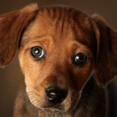 Imagem da notícia: “Olhos de cachorrinho” são resultado da evolução da espécie