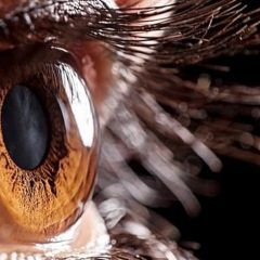 Imagem da notícia: A córnea poderá ser resistente ao vírus que causa Covid-19?