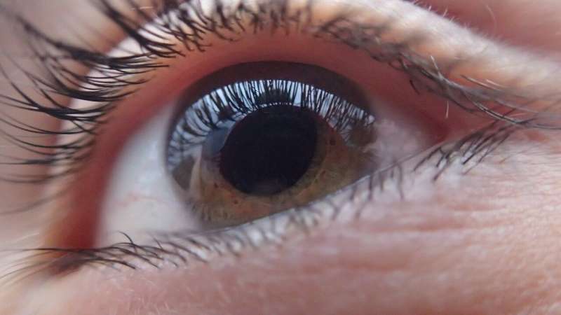 Imagem da notícia: Descoberta nova estratégia para tratamento do glaucoma