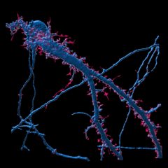 Imagem da notícia: Recetor envolvido na regulação do apetite também controla a memória