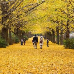 Imagem da notícia: Clínica Oftalmológica Dr. Rui Avelino Resende alerta para as principais doenças oculares no outono